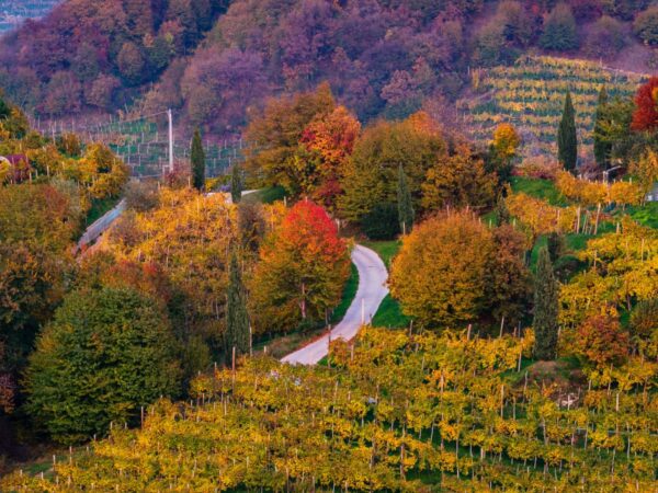 Wine testing tours - immagine 4
