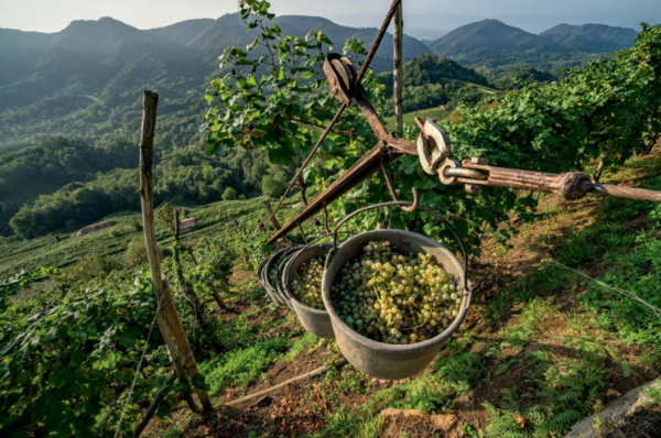 Wine testing tours - immagine 2